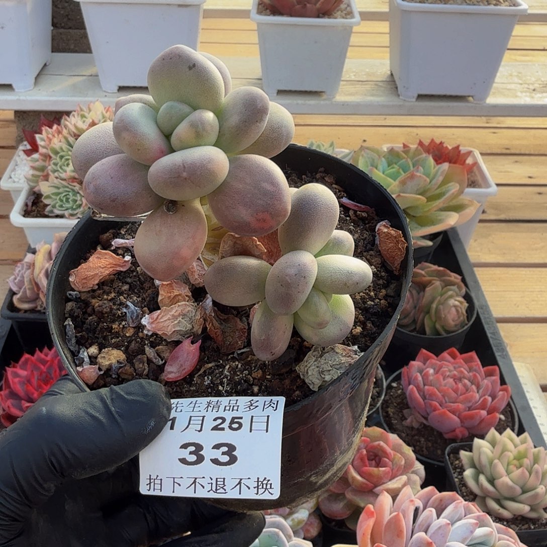 1125-33大叶美人锦