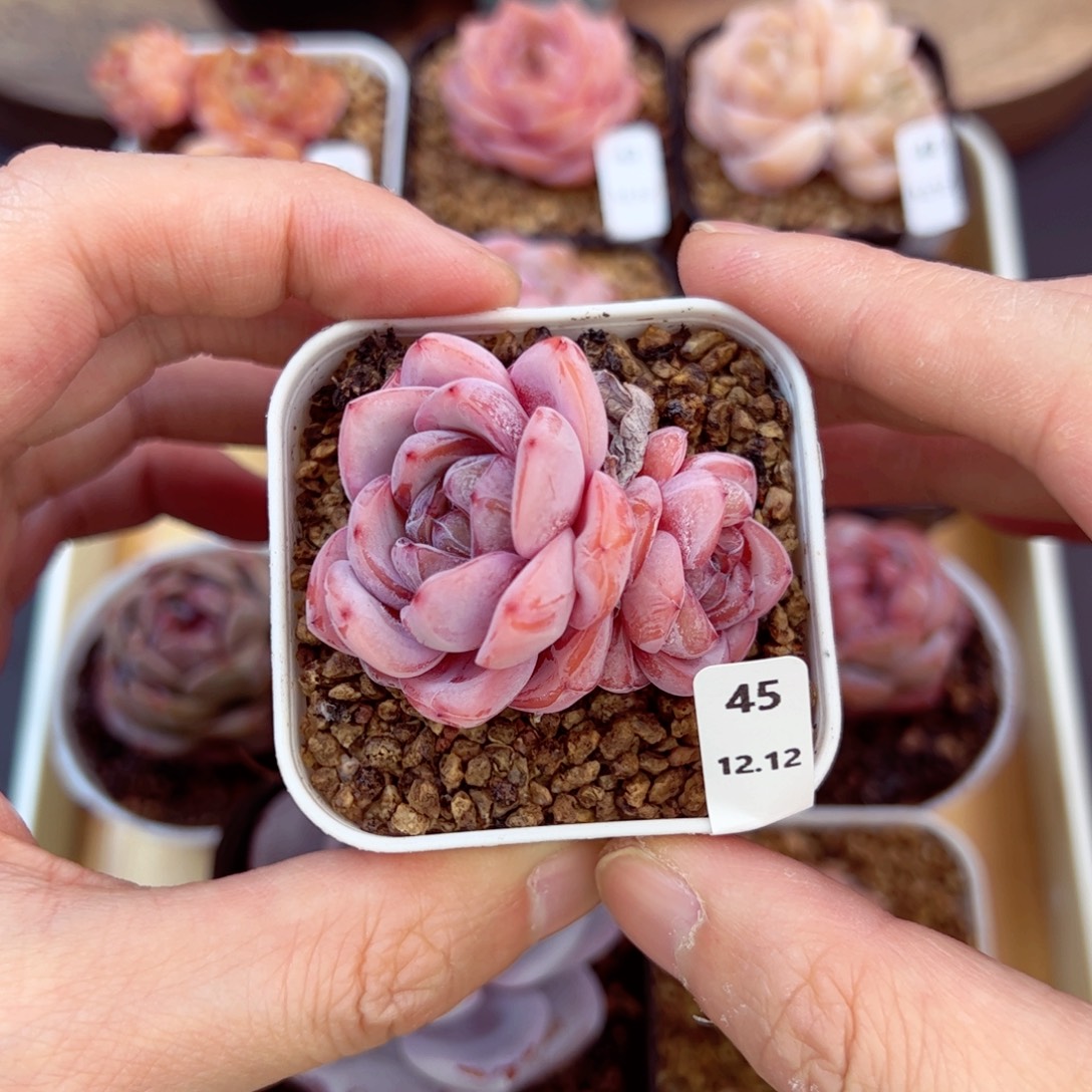 好好看45、哈哈哈哈