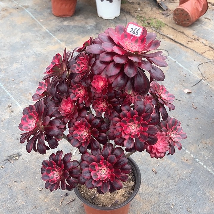 一物一拍多肉香奈儿有断枝266