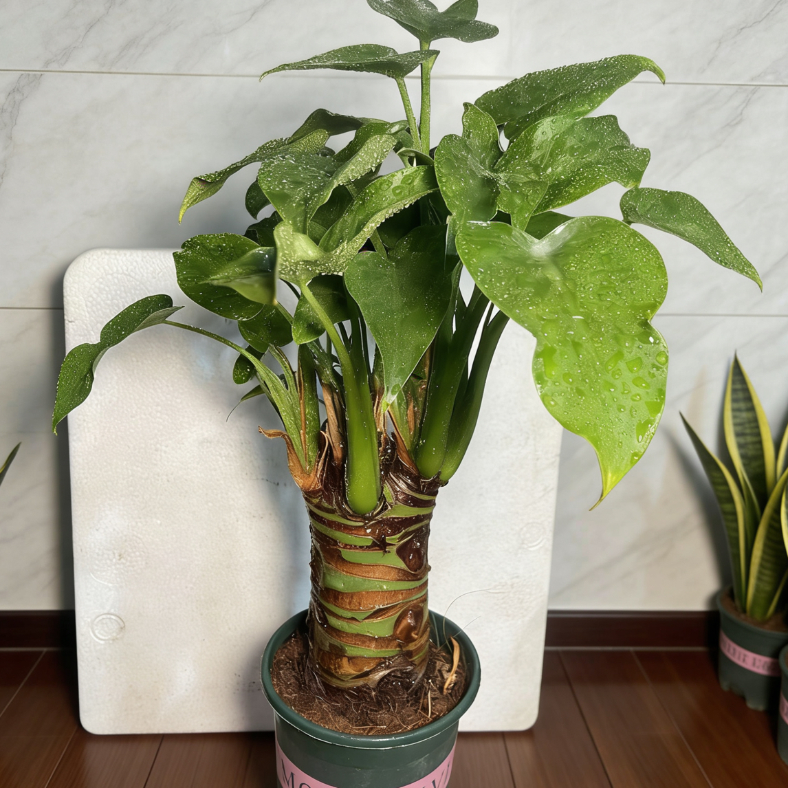 大叶滴水观音植物盆栽客厅室内可水培绿植花卉盆景办公桌面防辐射