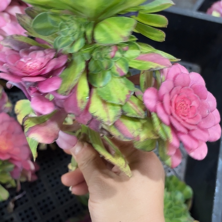 多肉植物福利001
