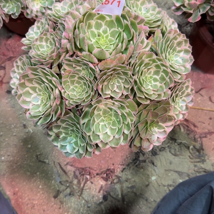 半***过孔雀翎571多肉植物