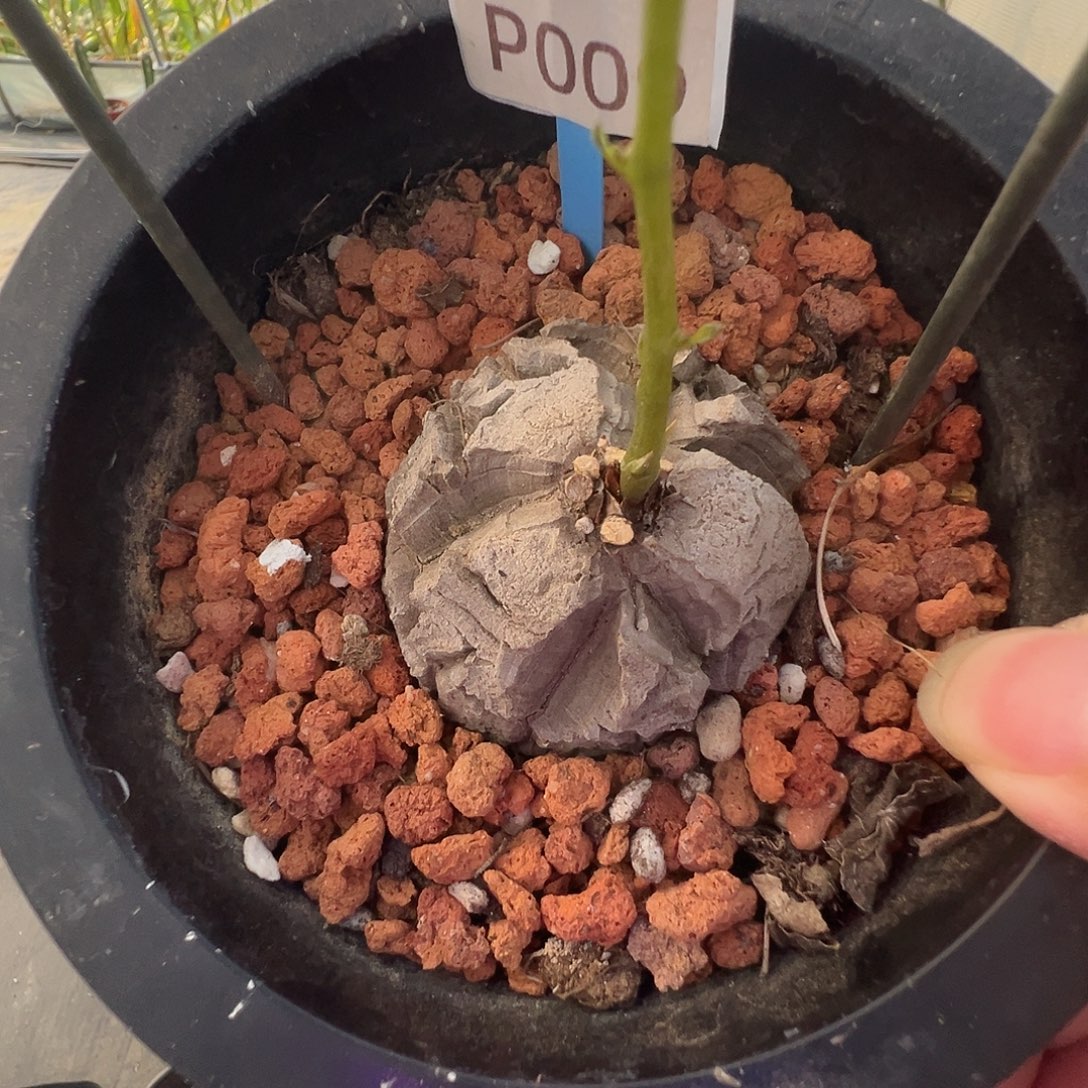多肉植物专拍 一物一拍 南非龟甲龙009
