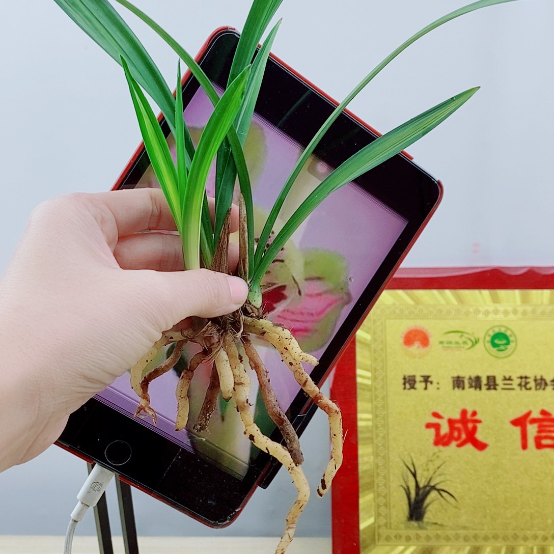 当前无花栽培后可以开花中华锦荷