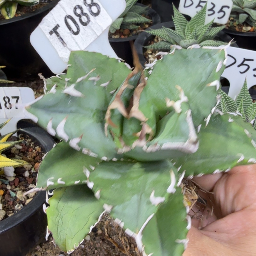 福利夕映一颗脱土发