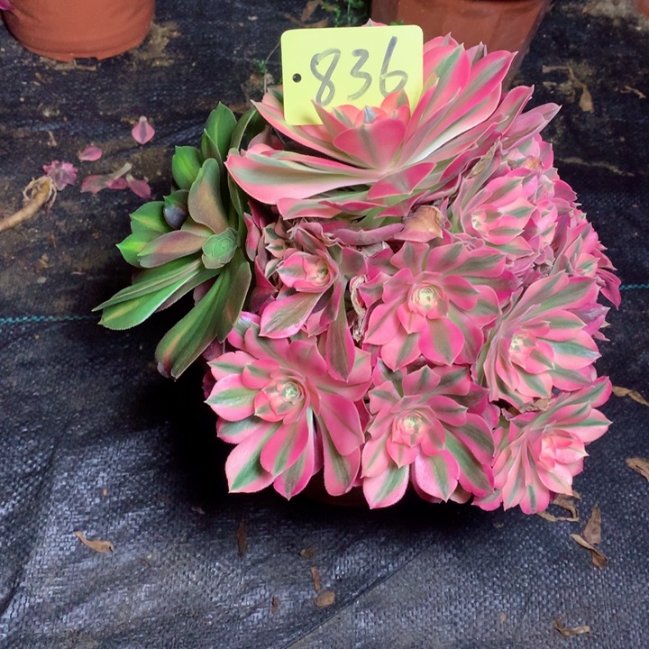 皮*姐836粉女巫多肉111111