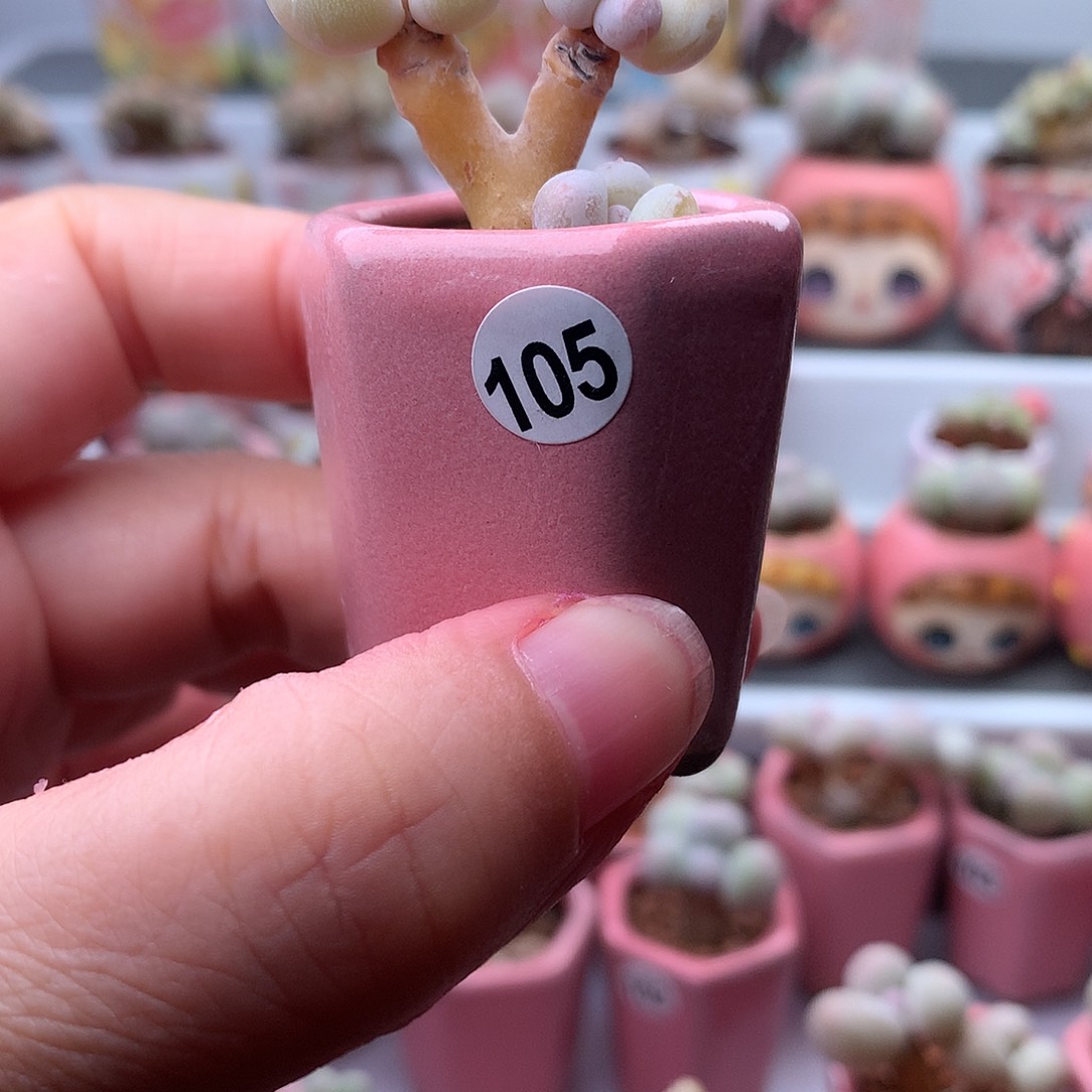 蛋黄奶酪带盆发货