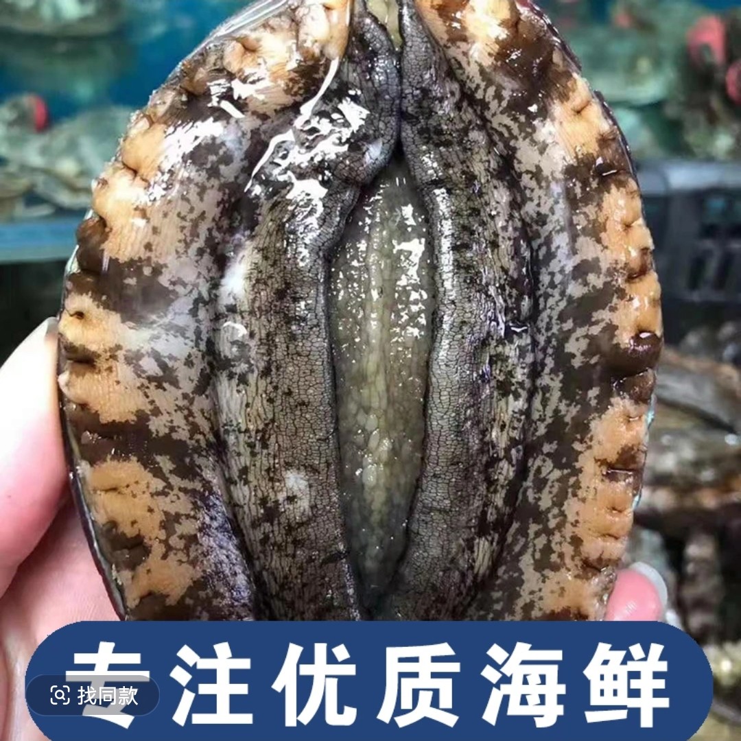 高盐度大连野生鲍鱼（大号）1斤6-7只