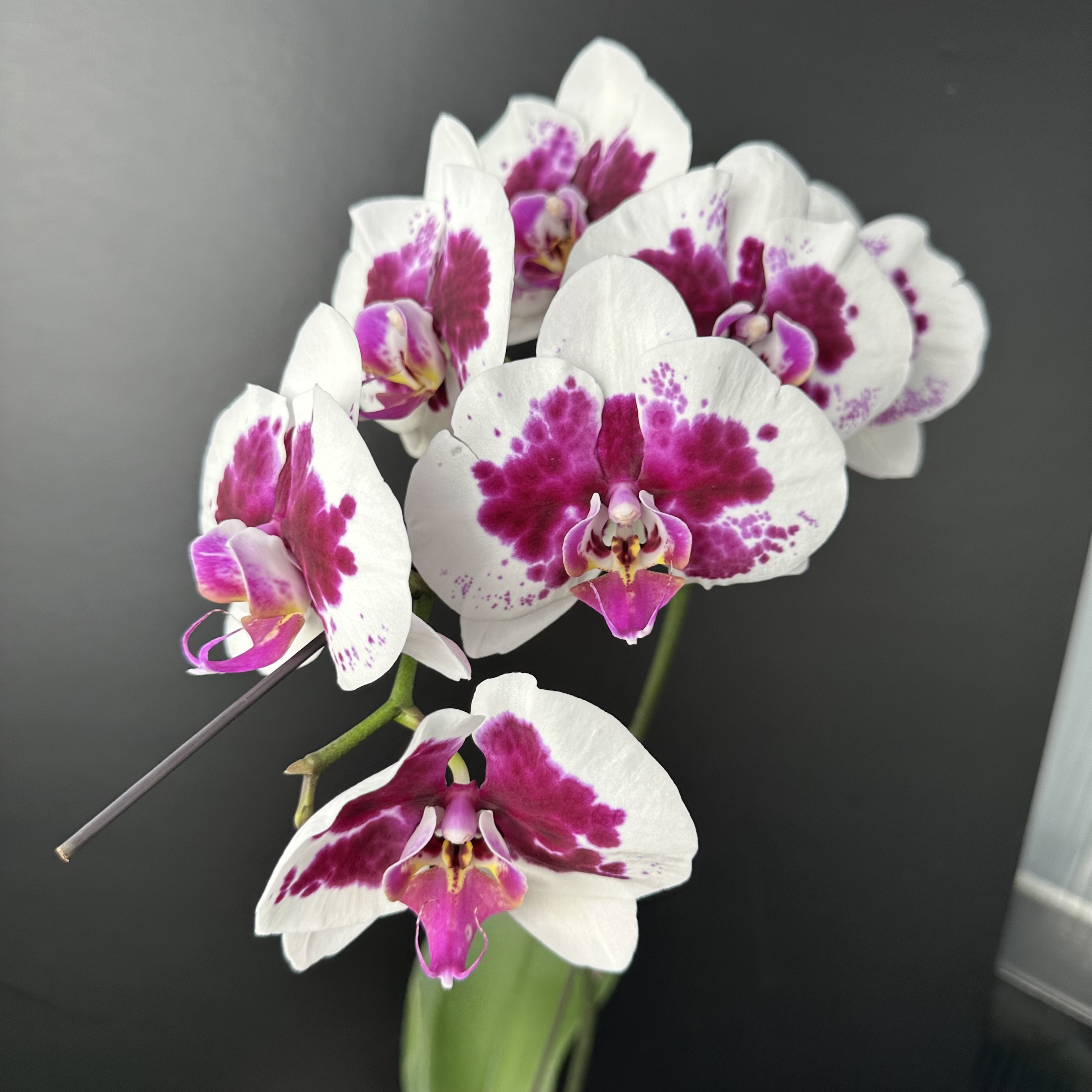 予兰花卉（鸿运财神）全花发货