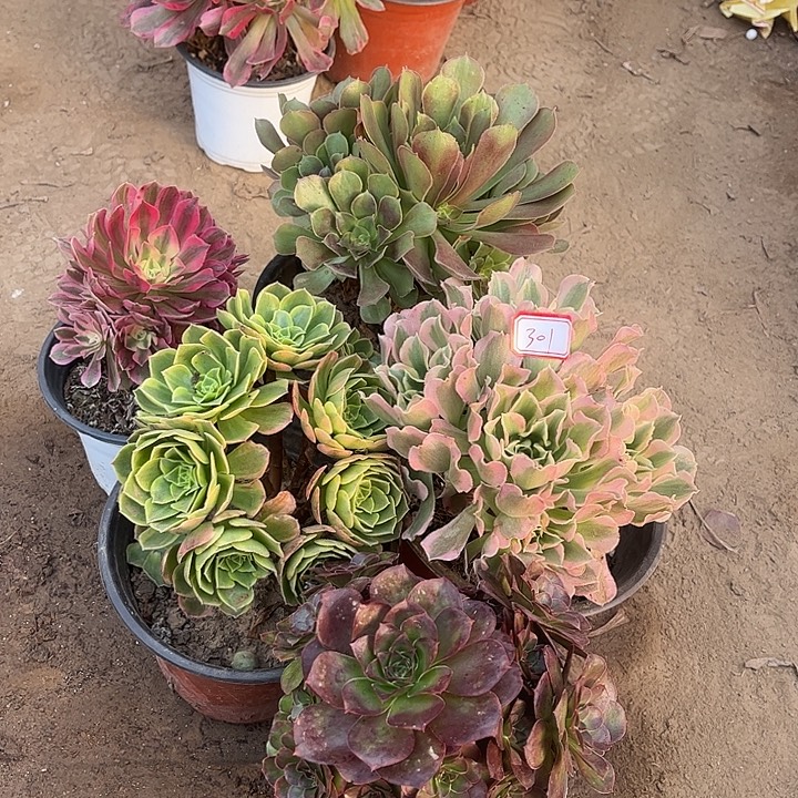 301多肉植物组合，