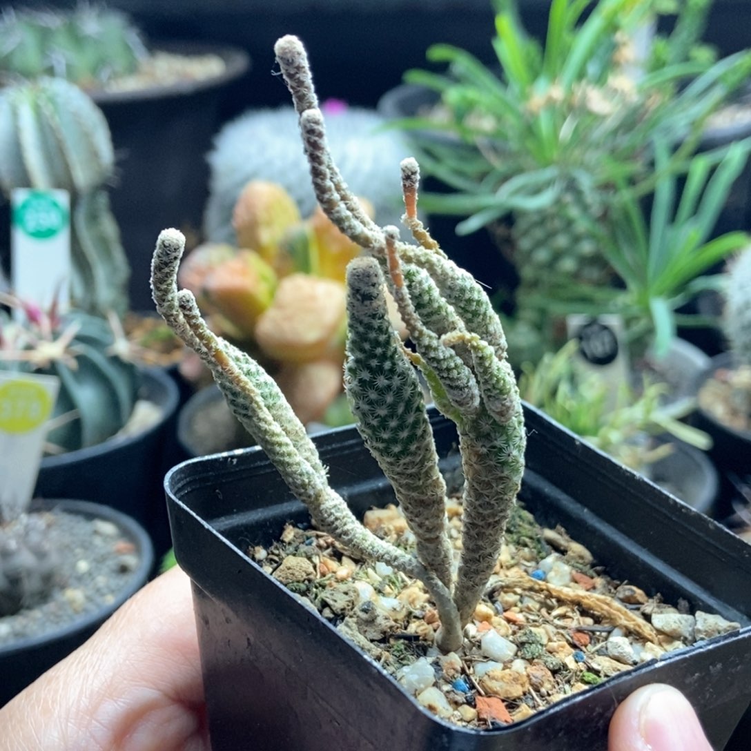 实生赤花美针玉群一颗