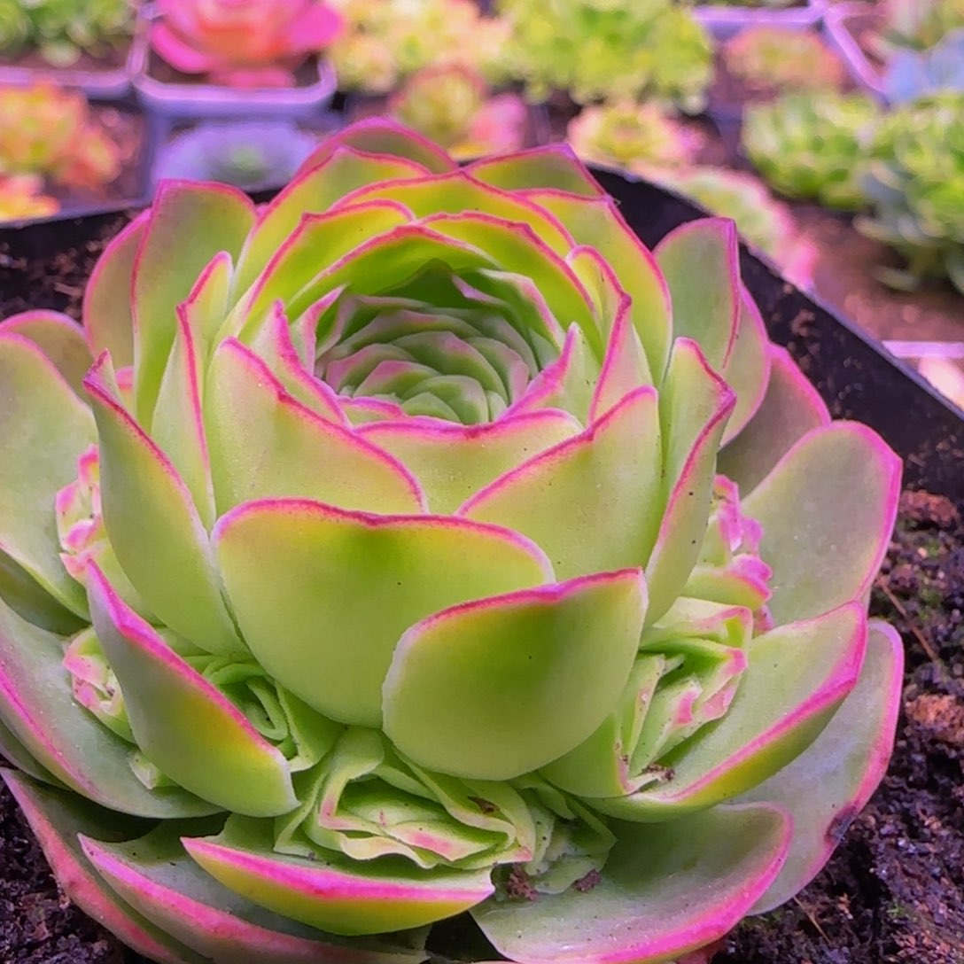 清秋完美群13434364645686