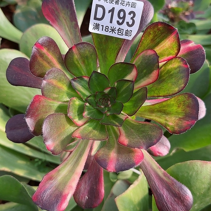 多肉法师花蝴蝶朵