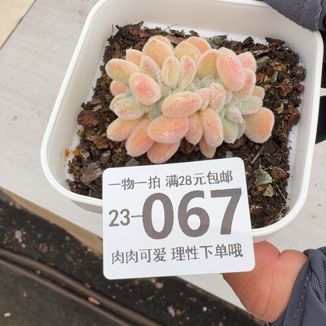 雪晃星缀化无盆土发货