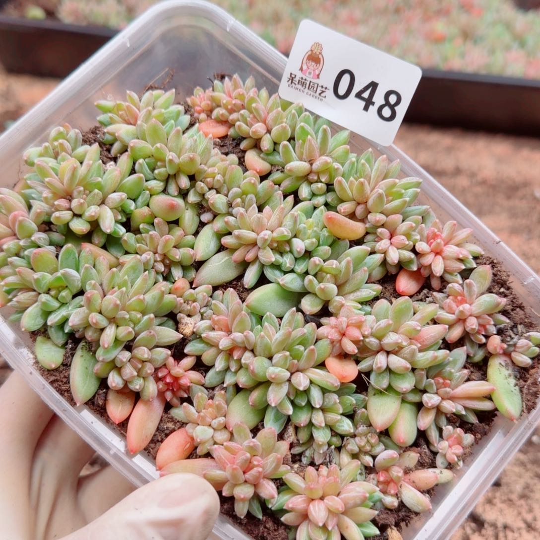 芽***呀多肉植物多肉植物