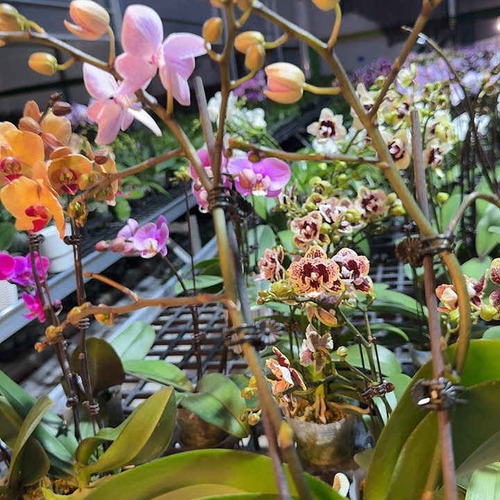 巧***儿大部分开放少量花苞253