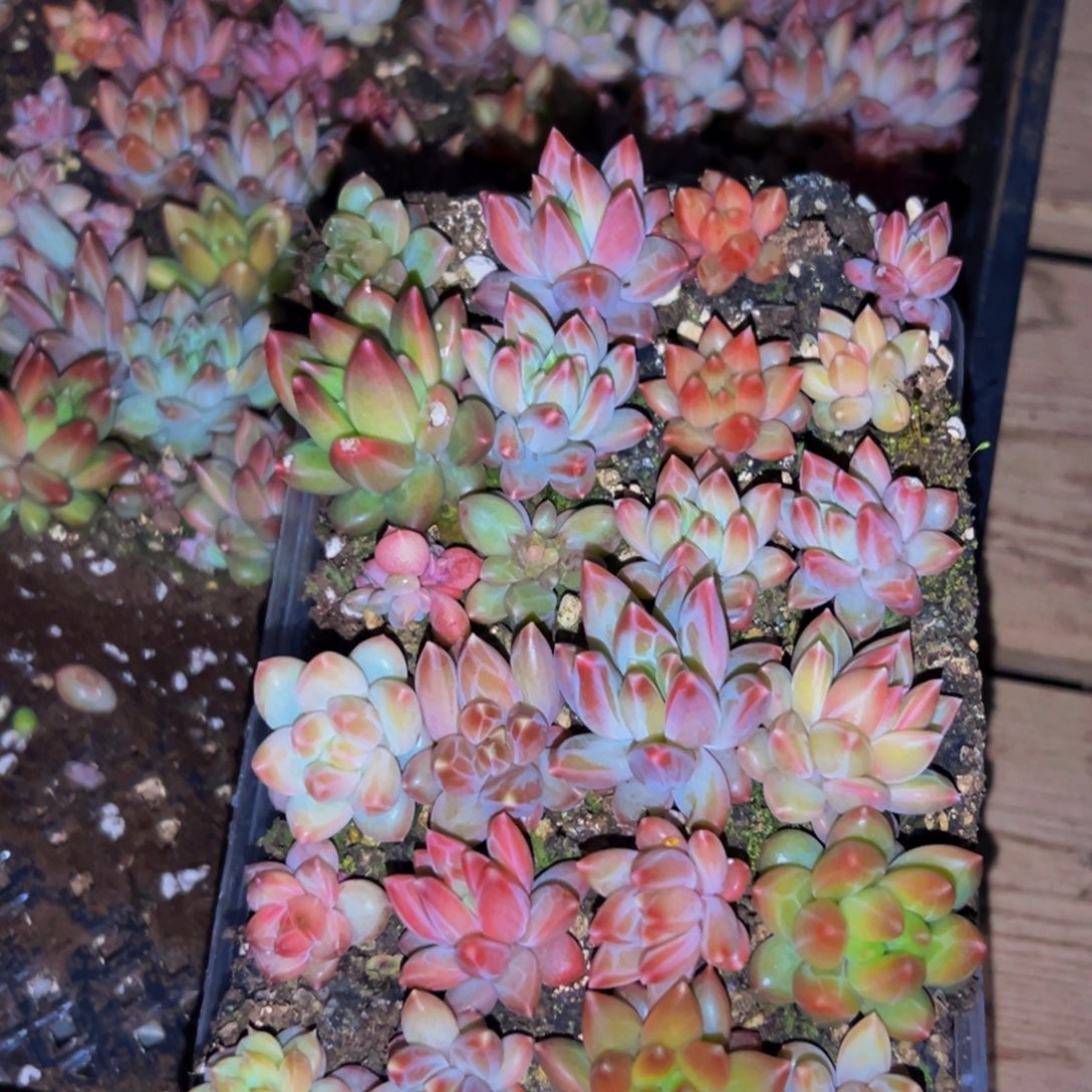 030多肉植物量拍一盒保底24颗