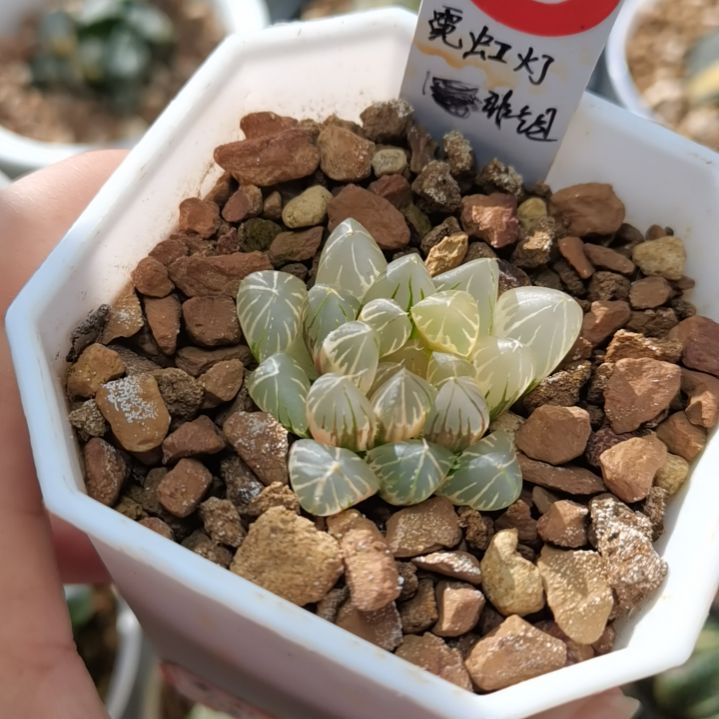 89号霓虹灯非组一物一拍带盆土发货