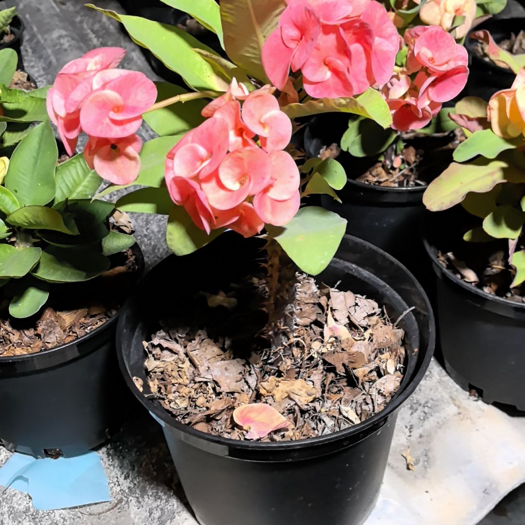 完全开放梦幻直播间一物一拍