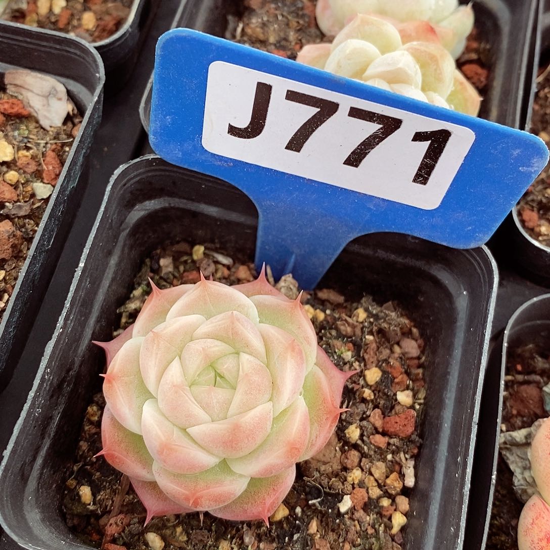 麦秆4cm多肉植物