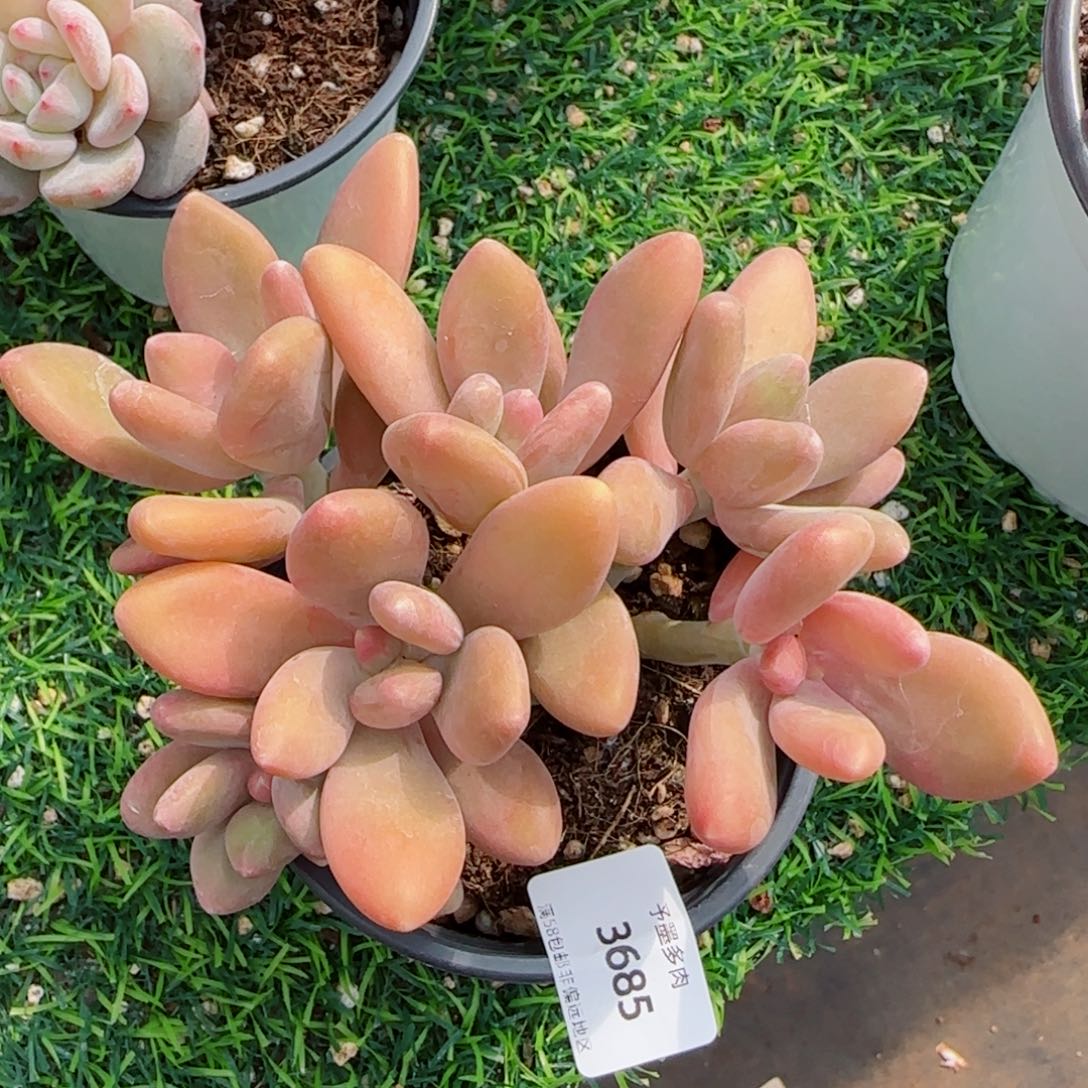 Kk美人，3685多肉植物