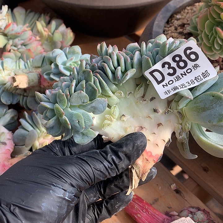 凤城缀化 386 基地已转处理 7-8天发货