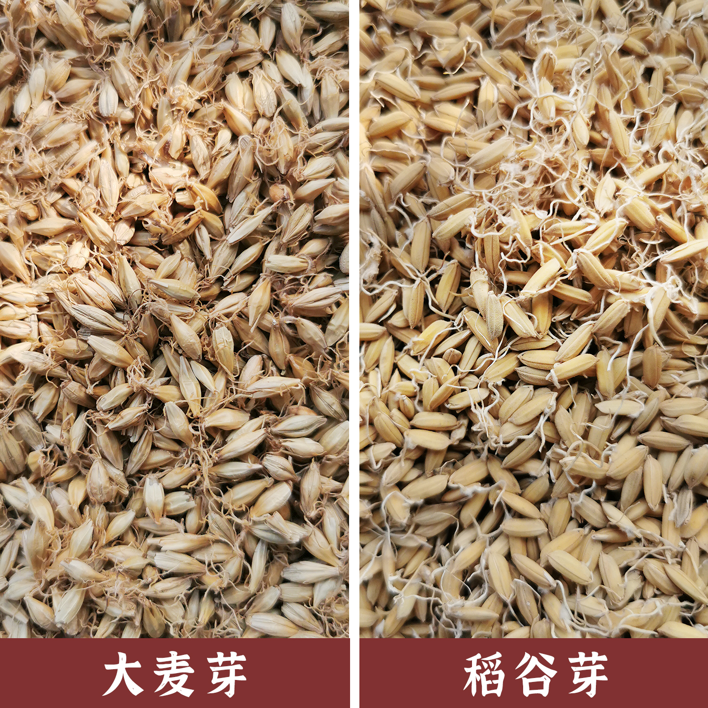 宝珠甄选-谷芽麦芽回奶生熟谷芽炒制焦三仙消食材料开胃儿童调理