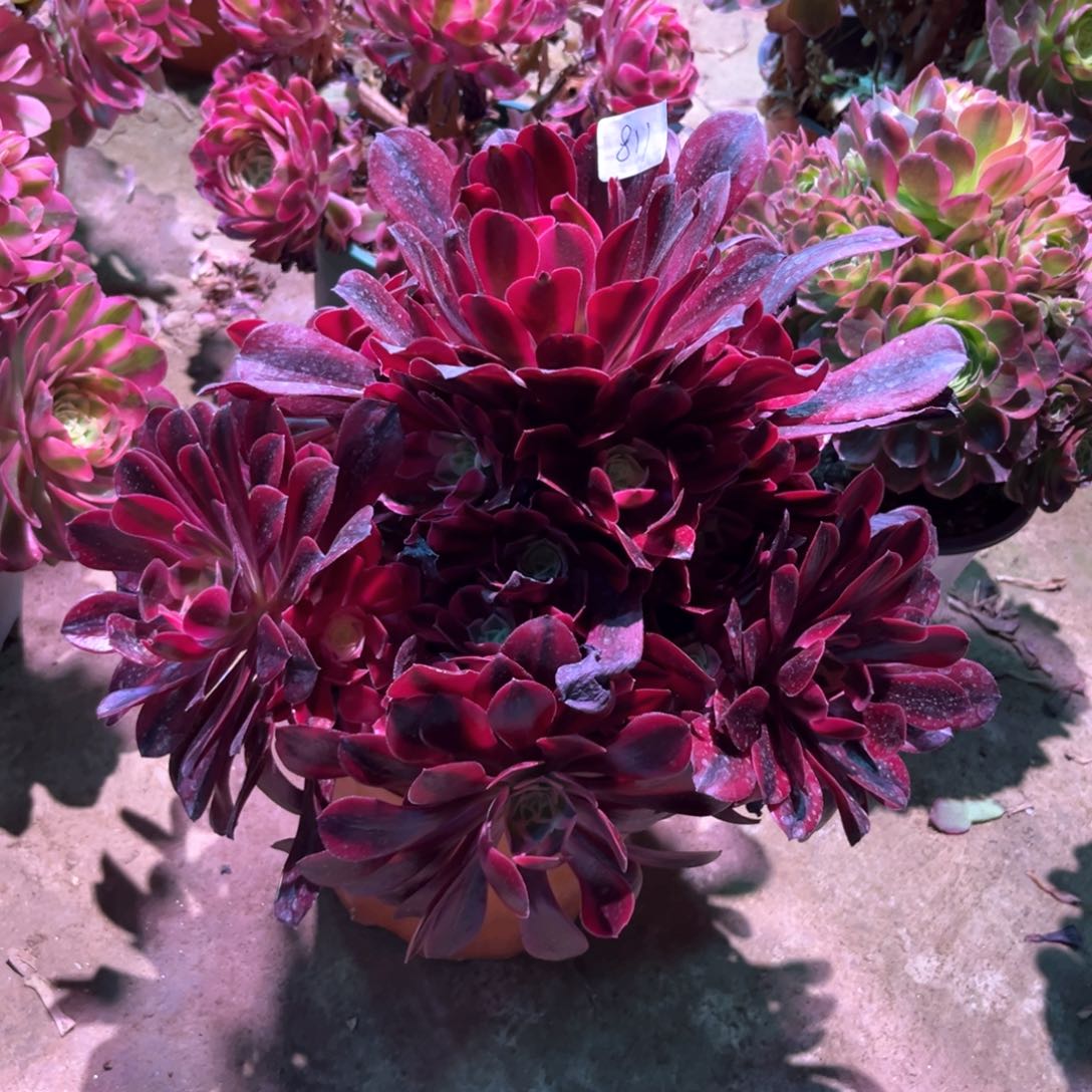 多肉植物美杜莎811