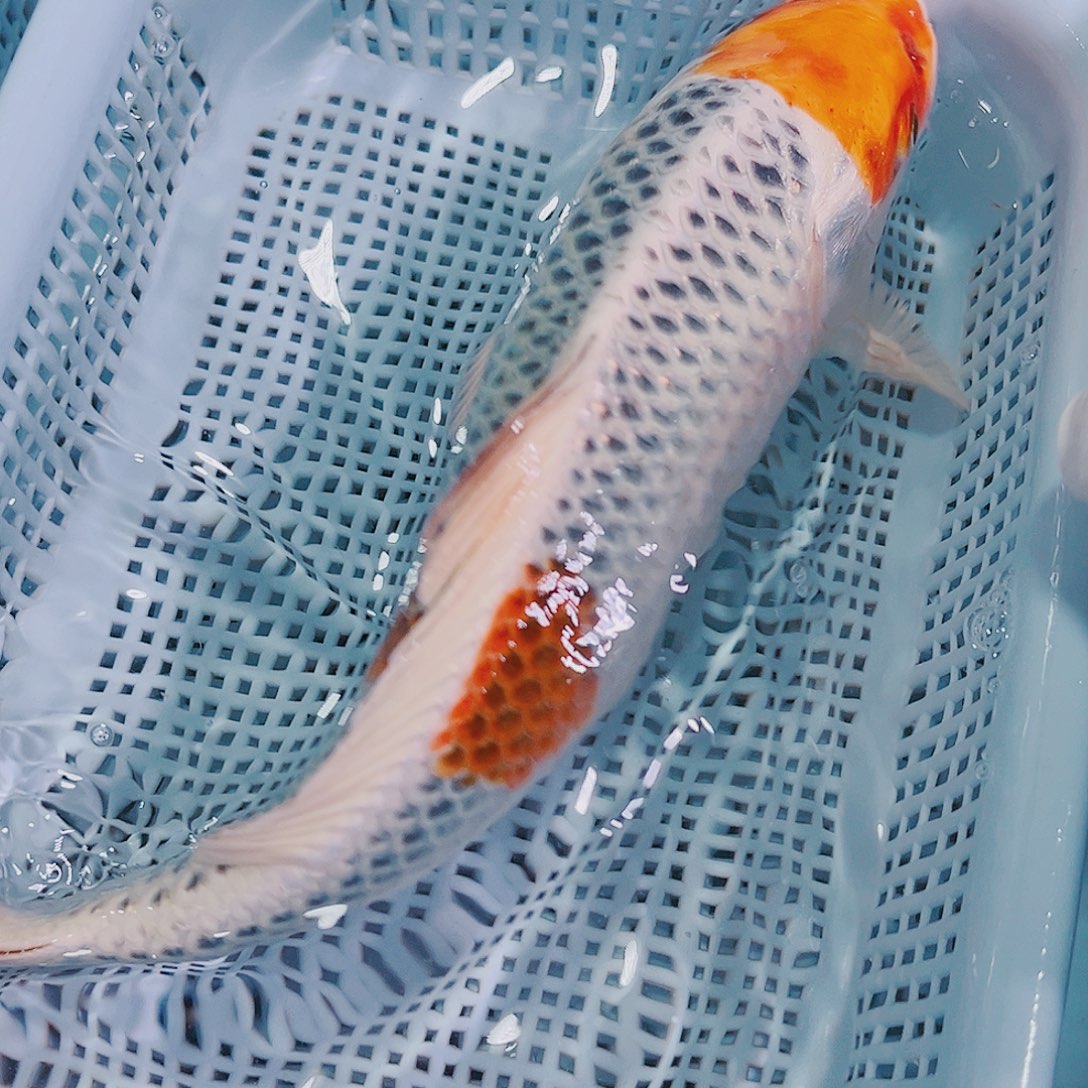 锦鲤锦鲤冷水鱼观赏149