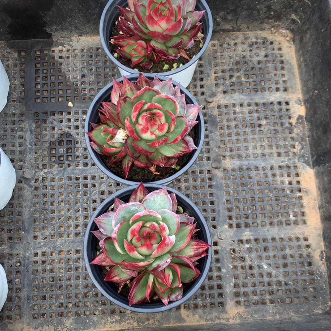 华***姐2798号多肉植物惊鸿3颗