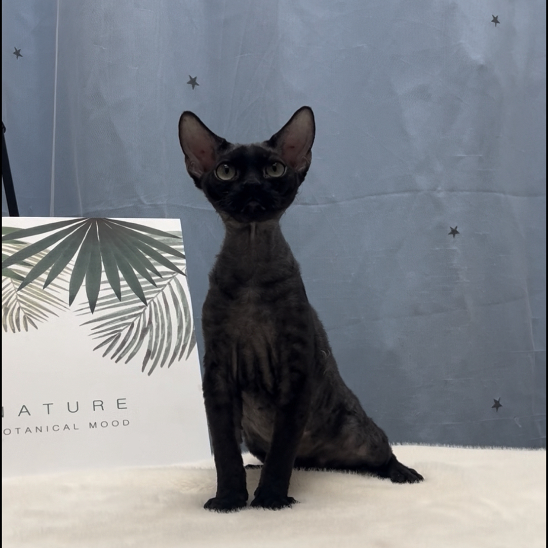 纯黑德文卷毛猫小公猫一只，黑白开脸德文妹妹一只，性格好，爆毛