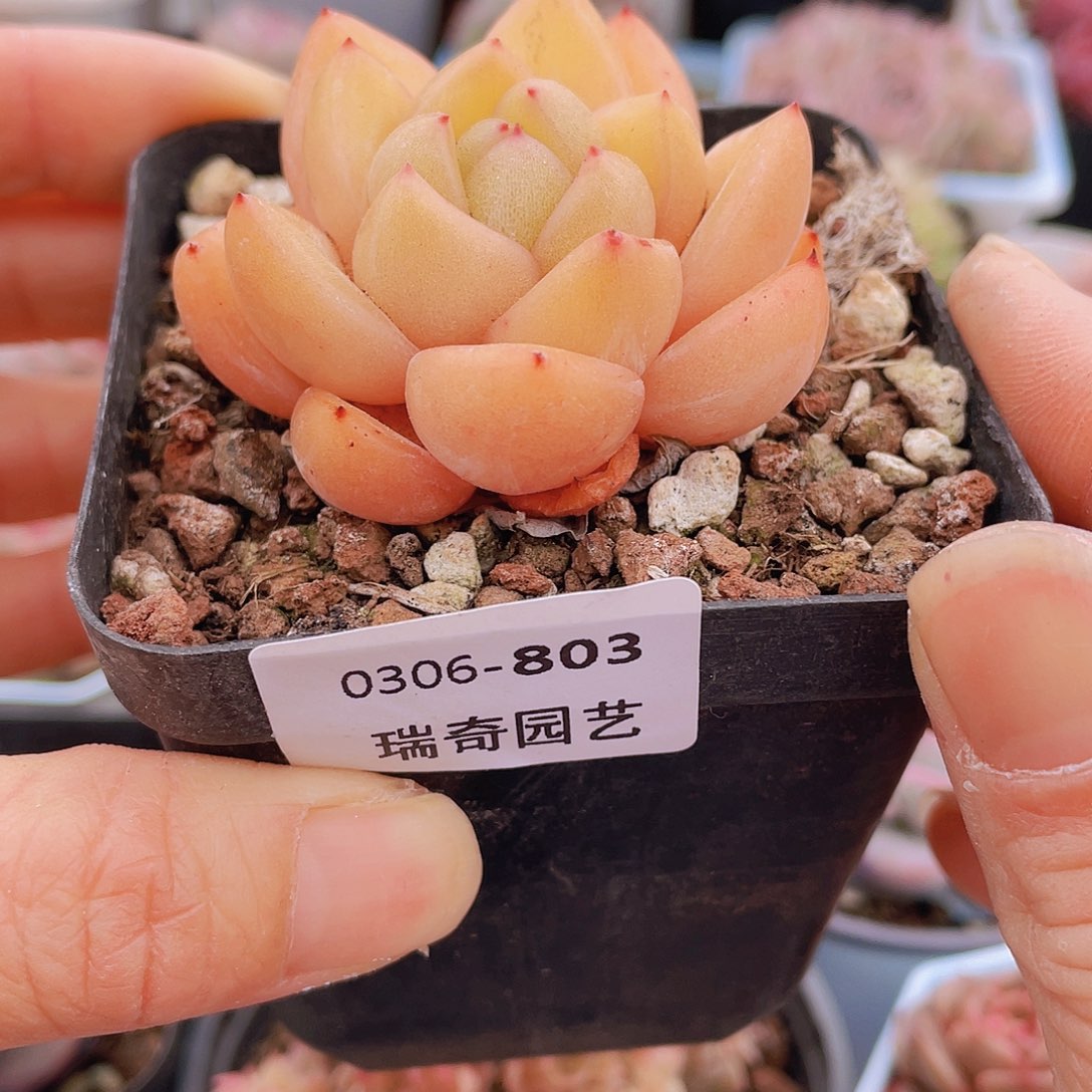 00000000000803量拍