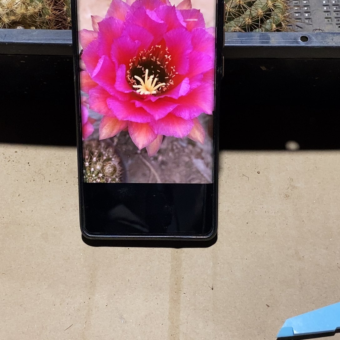 毛 音符/侧芽歪20包邮/5公分