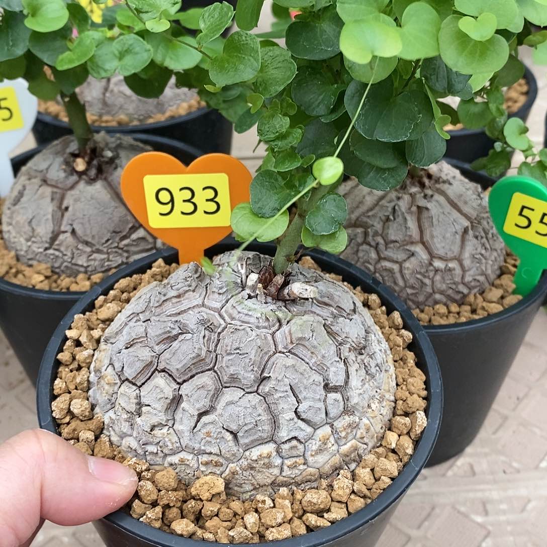 南非龟甲龙龟甲龙