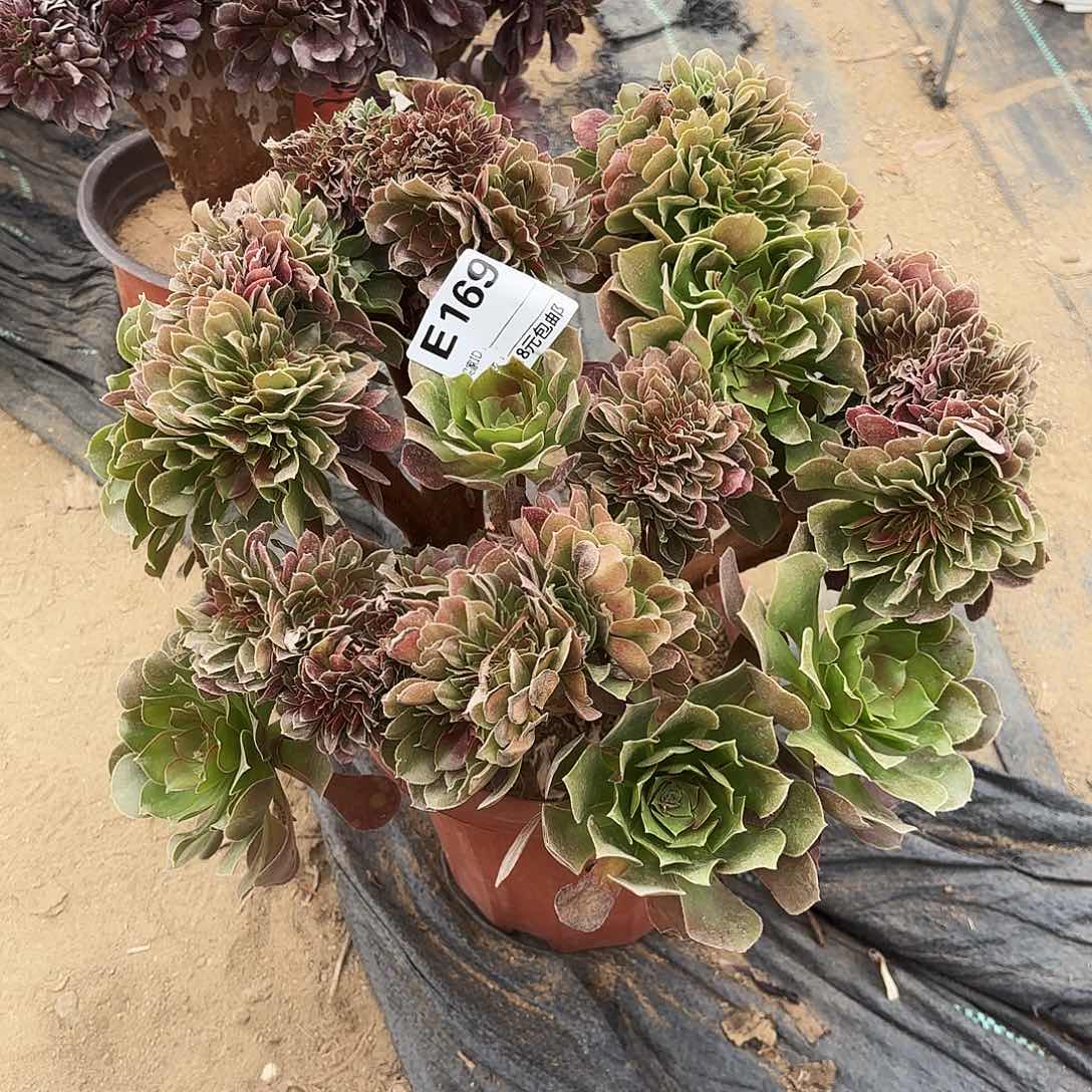 169玫瑰缀多肉植物