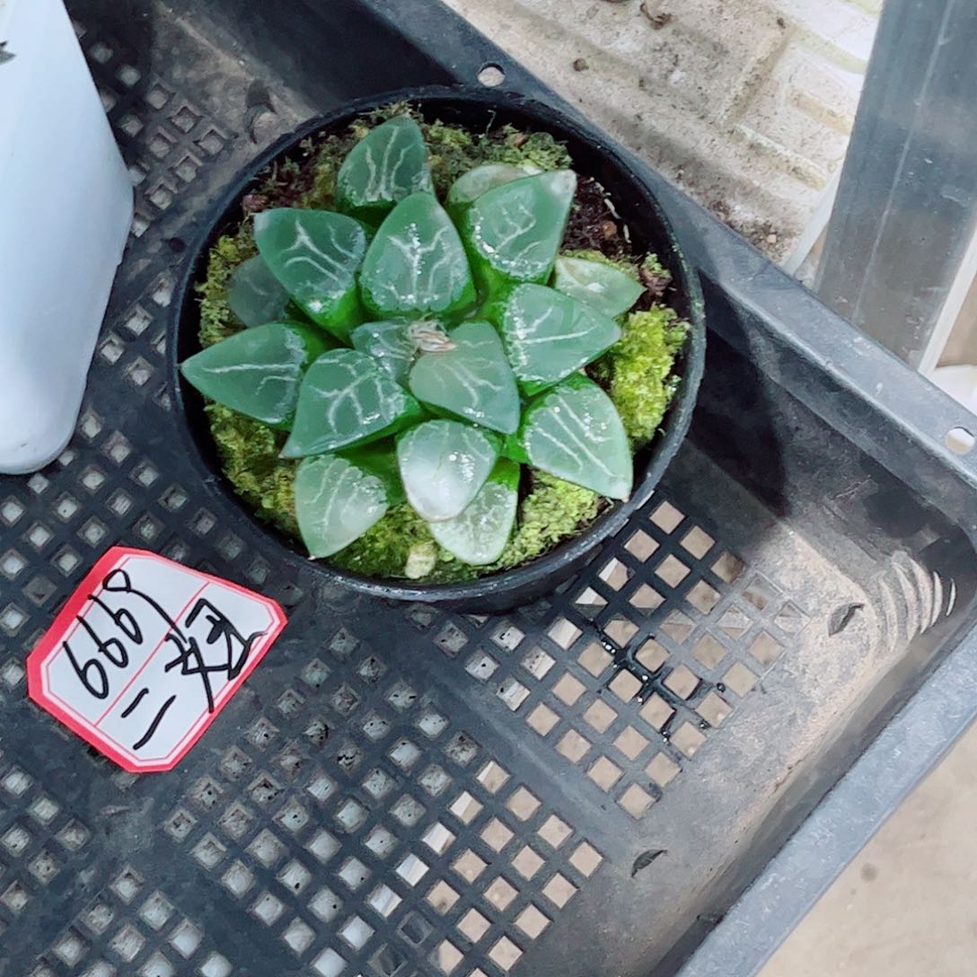 月影玉露一勿一拍