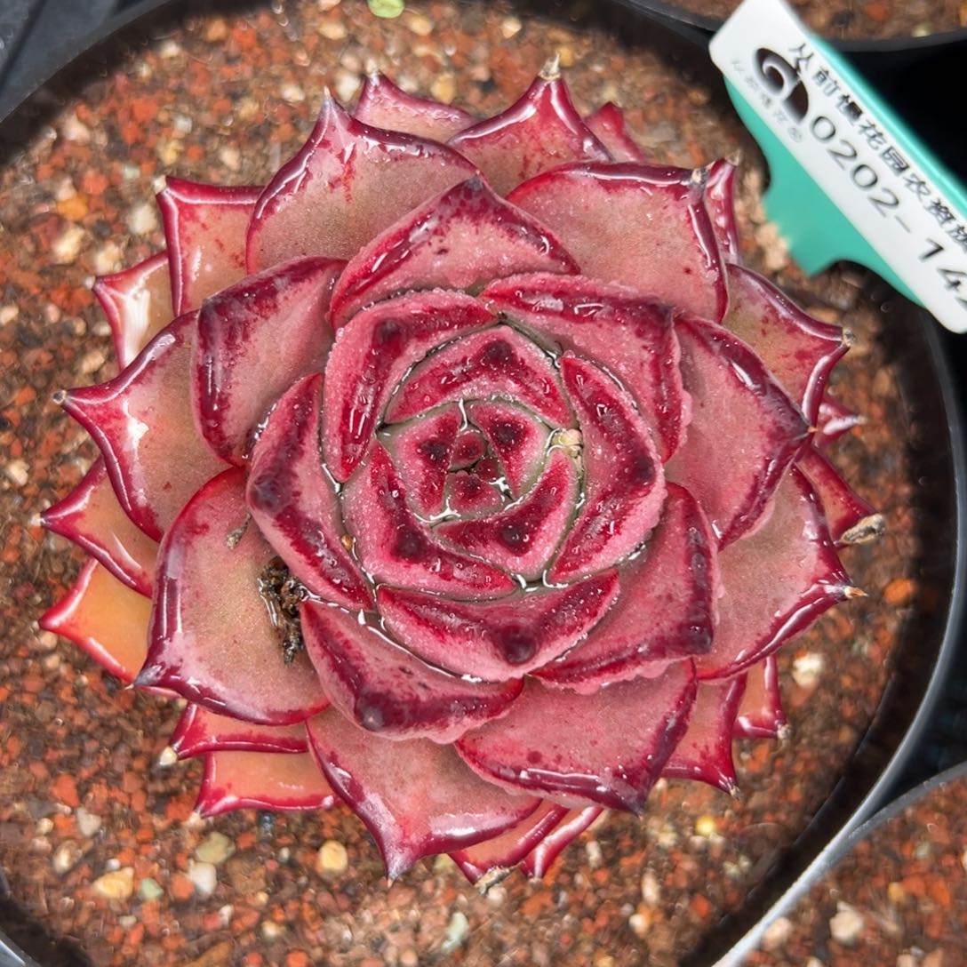 多肉一物一拍0202-142