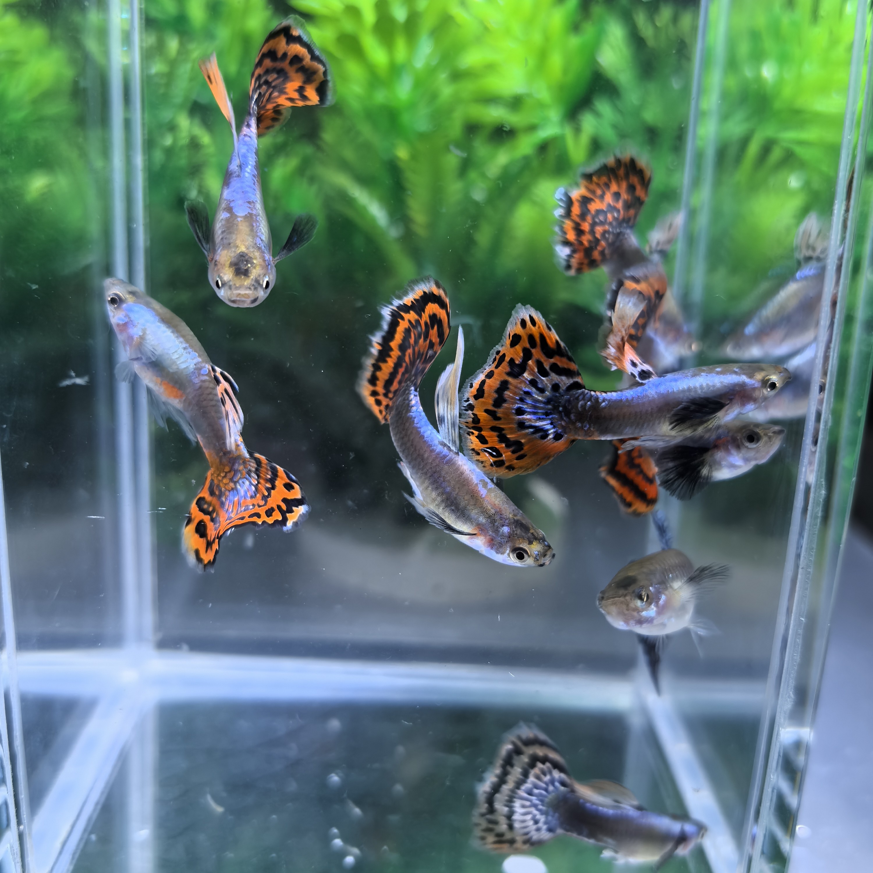 泰系大耳马赛克3-4月高颜值好养