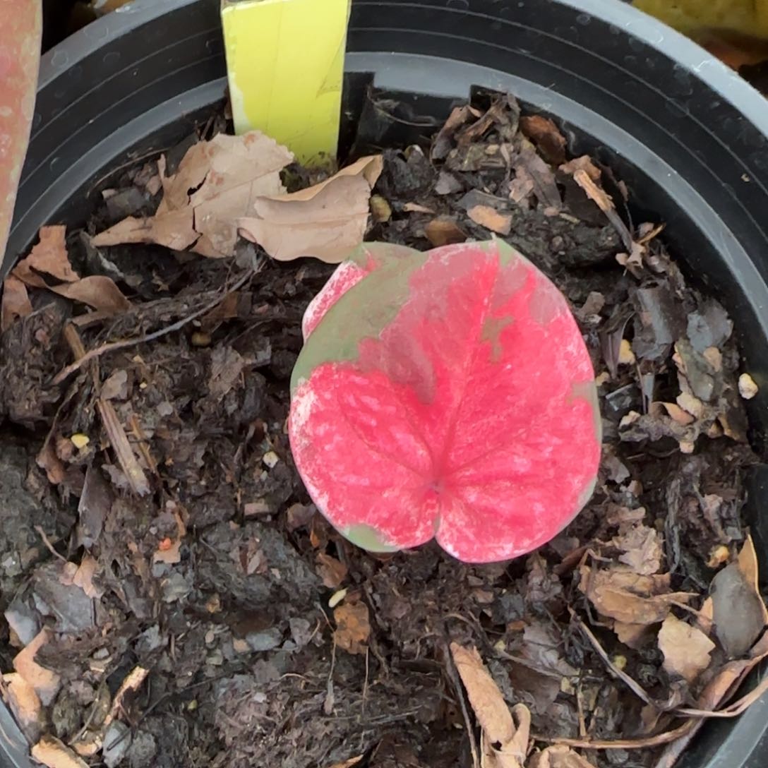 118-1023广东发货粉财富