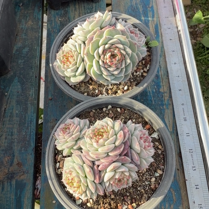 天鹅绒好看又好养