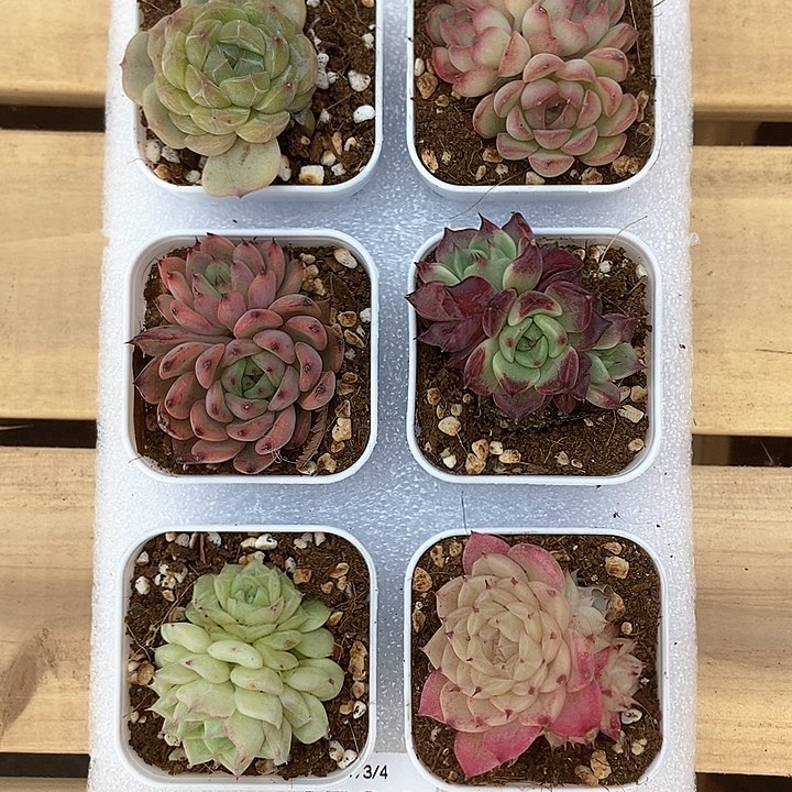 6颗一单包邮 4594