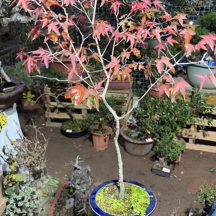 果***逸无花朵哈哈哈哈哈