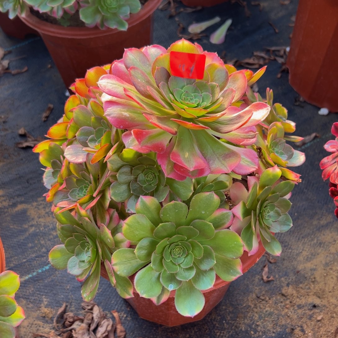 灵*1511炖肉植物发货雨荷