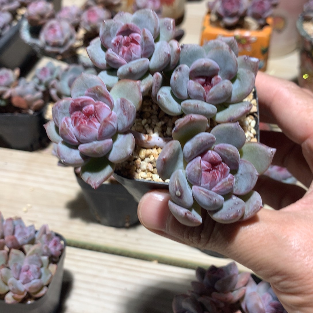 鱼***溪小溪突尼斯发货多肉