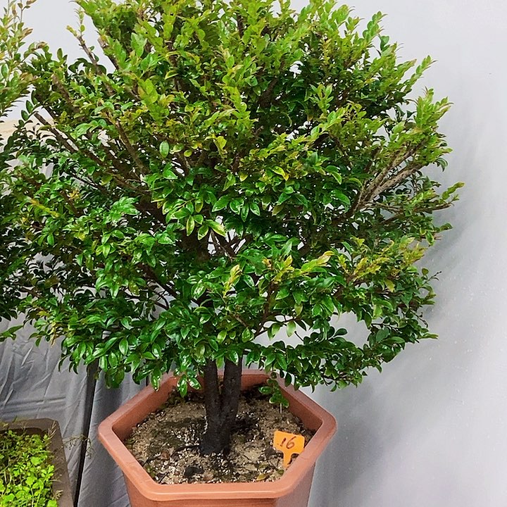 完全开放小叶紫檀木