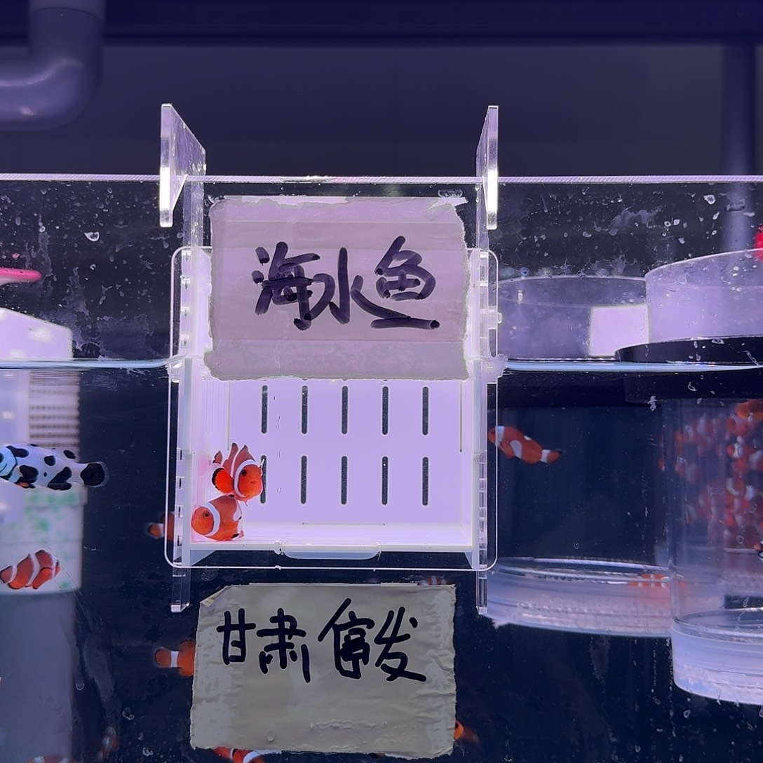 海水鱼4.5+配4+精品黑边公子一对