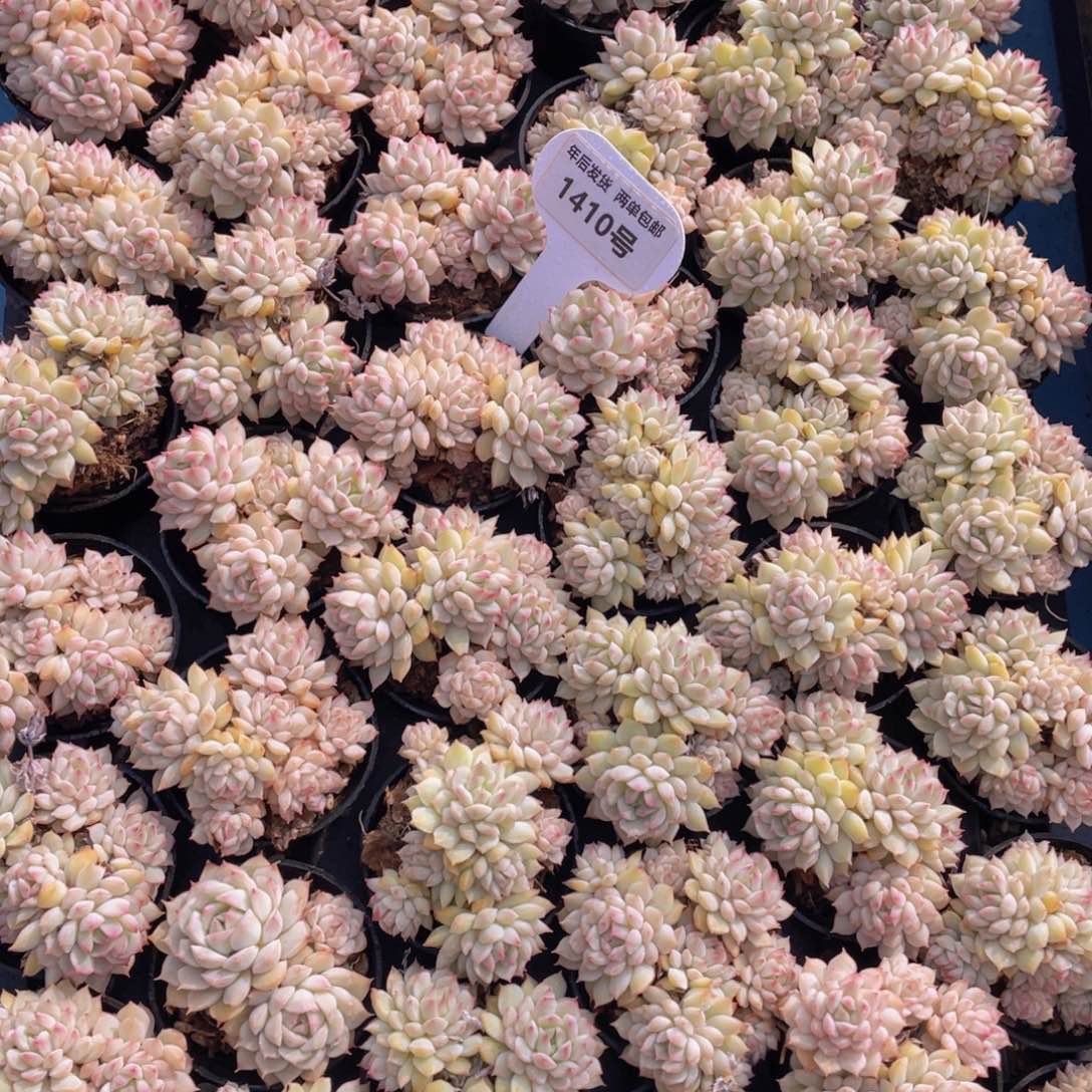 1410号白体小乔群生两个