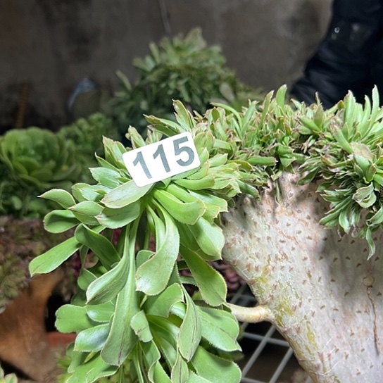 彩***哥多肉植物一个妖115