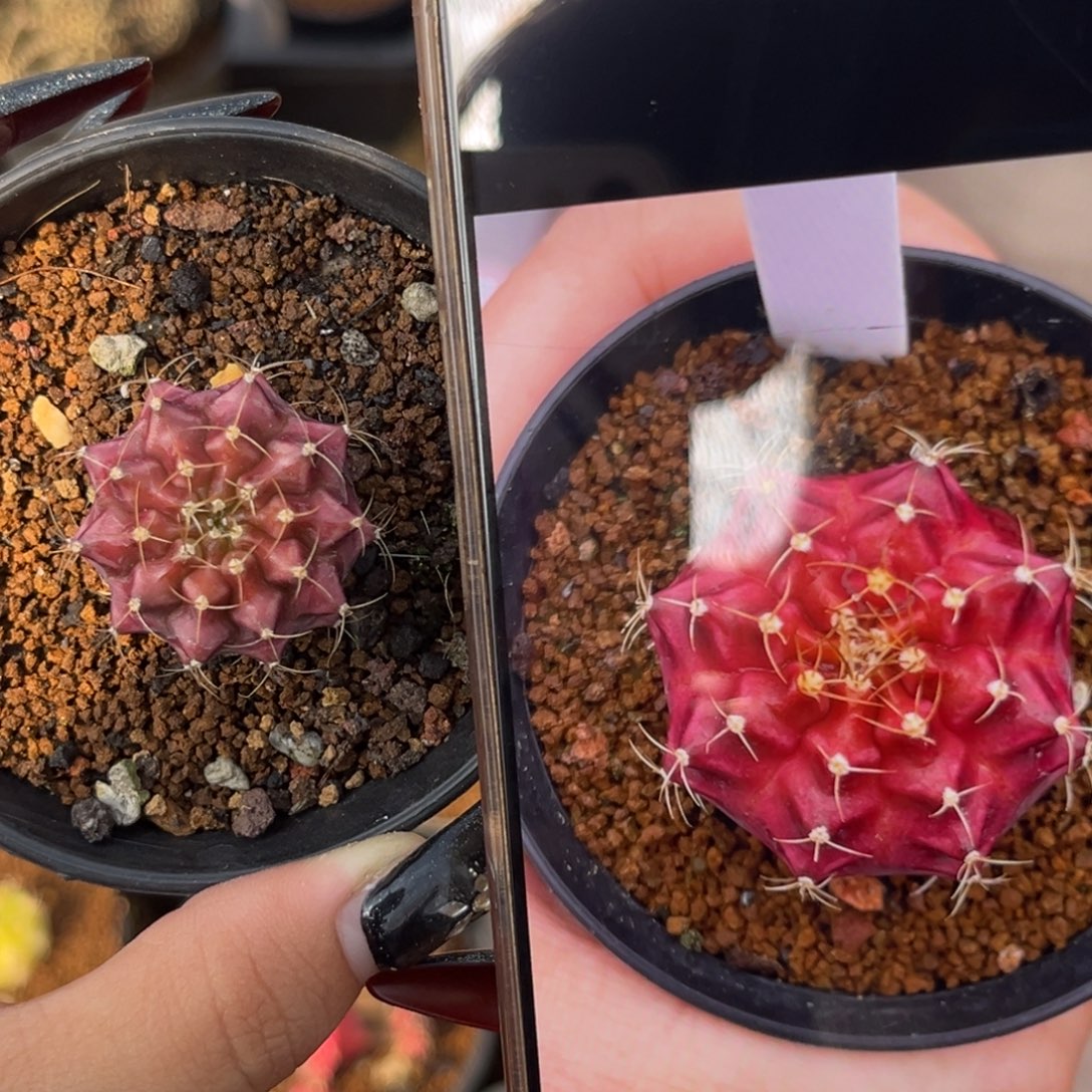 拉法格 侧牙带盆土发货