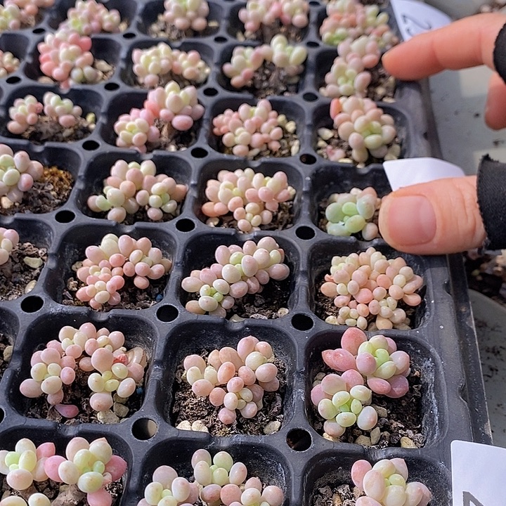 24-27 多肉植物盆栽花卉